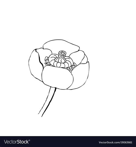 Кубышка желтая раскраска - 74 фото