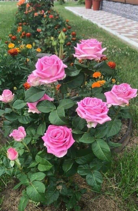 Aprende A Cuidar Rosas En Macetas Jardinería Y Hogar