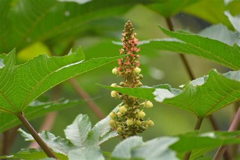 Tanaman Jarak Ricinus Communis