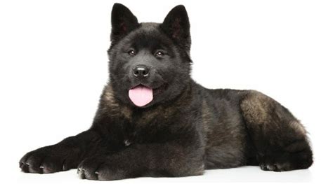 Akita Size Chart Growth And Weight Chart