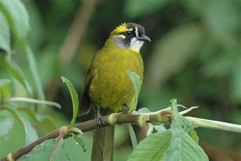 Yellow Eared Bulbul Sri Lankan Safari