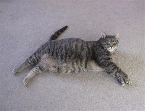 Poetic Pussy Cats Hot Pussy