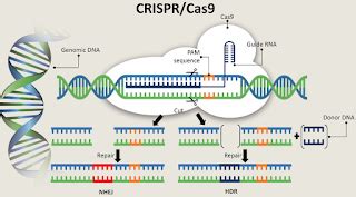 Bacterias Actuaciencia Crispr Cas La Revoluci N Gen Tica Que Vino De