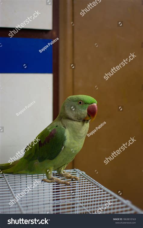 Indian Ringneck Parrot Talking Playing House Stock Photo