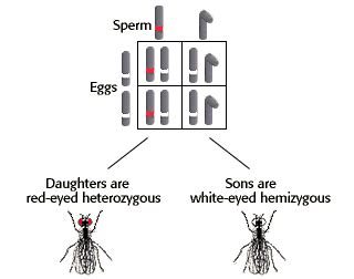 Sex Linked Inheritance Problem Set