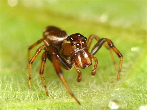 Jumping Spider Salticidae Andreas Kay Flickr