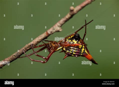 Female Arrowshaped Micrathena Micrathena Sagittata Stock Photo Alamy