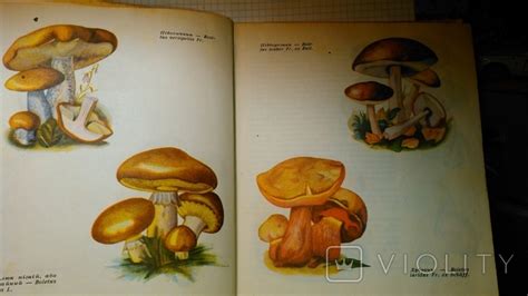 Грибы, ягодники и лекарственные растения лесов Украины. 1972 год ...