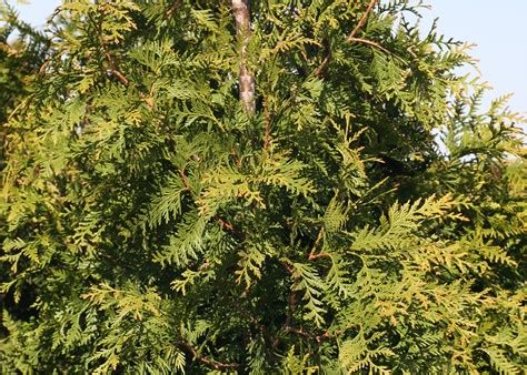 Green Giant Western Arborvitae - Handpicked For You