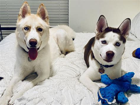 Two huskies in a recently moved into a medium apartment. One is 3 and