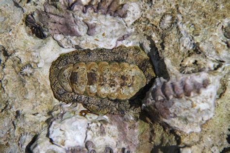 Free Images Sea Tree Rock Ocean Wood Shore Wildlife Food