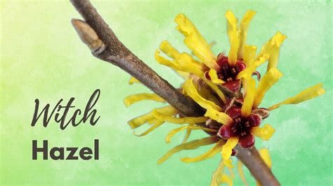 Witch Hazel Tree Benefits And Growing Guide Mehrabyan Nursery