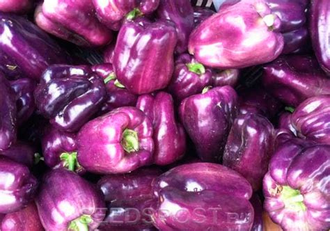 Перец сладкий Текила F1, 5 шт. Голландская линия, купить в интернет ...