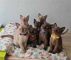 Macksys Is Taking A Break Fans Are Devastated