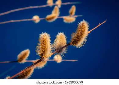 Pussy Willow Buds Bloom Beautifully Against Stock Photo 1963930099 Shutterstock
