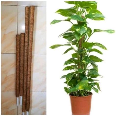 Jual Turus Penyangga Tanaman 50cm Turus Turus Penyangga Tanaman 120cm