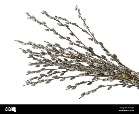 Beautiful Blooming Pussy Willow Branches On White Background Stock Photo Alamy