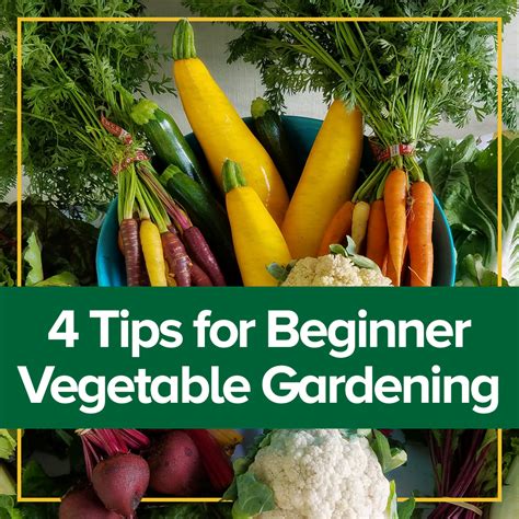 Espoma Bagr 89 Blog Vegetable Gardening For Beginners Make House Cool