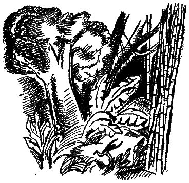 :: Читать - Оглавление - Книга "Следы невиданных зверей" - Акимушкин ...