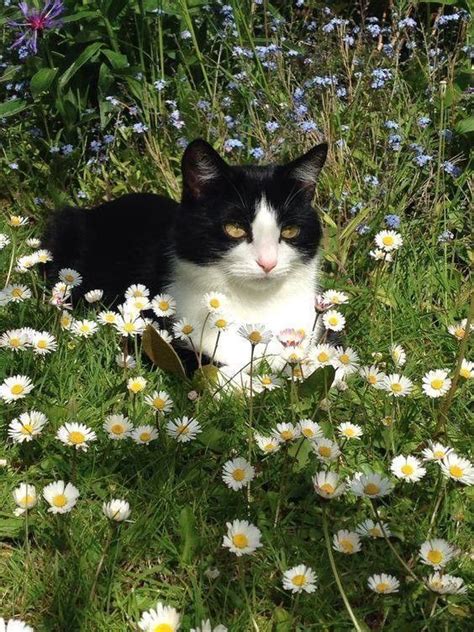 Pin on котики