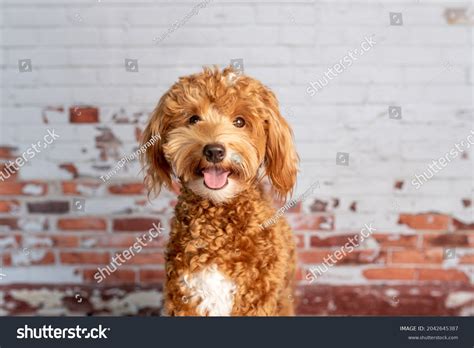 English Goldendoodle Black