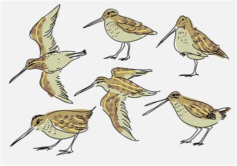 Snipe Hand Drawn Vector Illustration 163284 Vector Art At Vecteezy