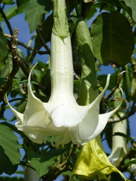 Botany Vegetable at Harold Raines blog