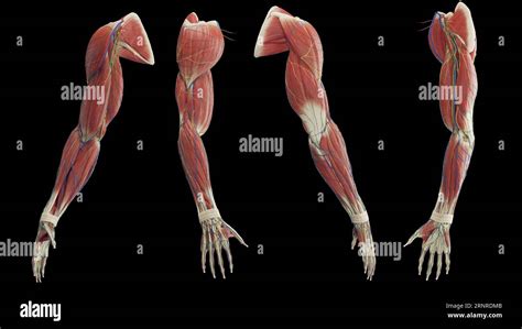Male Arm Muscles Illustration Stock Photo Alamy