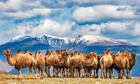 The light fantastic: Go remote in Western Mongolia's Altai Mountains
