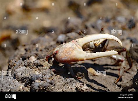 A Fiddler Crab At Hoopers Island Stock Photo Alamy