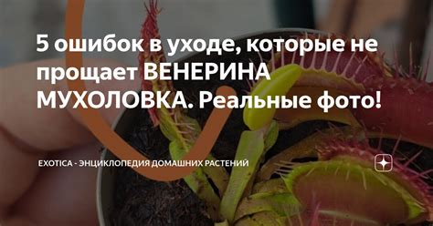 5 ошибок в уходе, которые не прощает ВЕНЕРИНА МУХОЛОВКА. Реальные фото ...