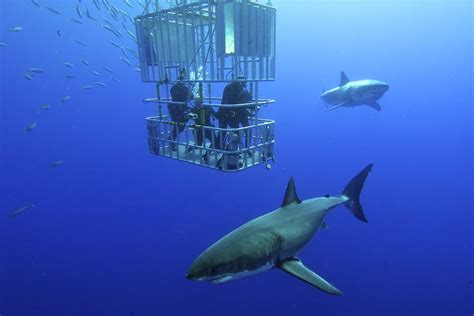 Biggest Great White Shark Ever Caught In The World