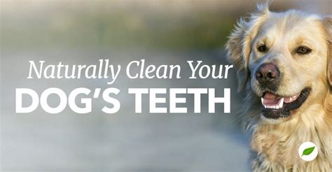 Barking Up The Right Tree: 5 Simple Steps To A Pearly White Smile For Your Furry Friend