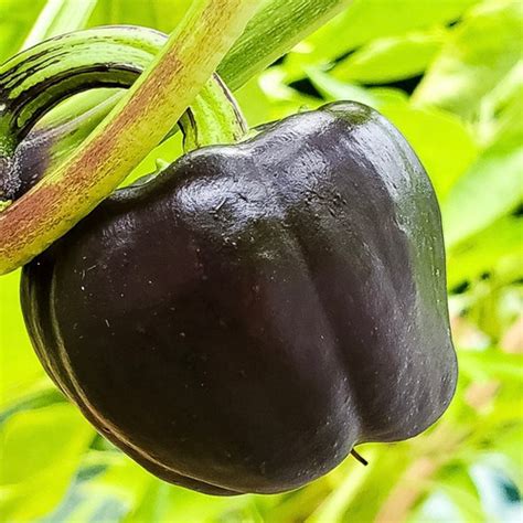 Purple Beauty Bell Pepper Live Plant Tyler Farms