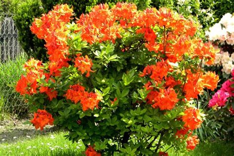 Посадка азалии садовой в открытом грунте: как ухаживать за японским ...