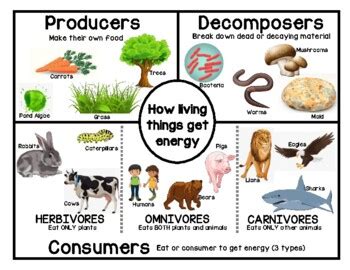 Producers And Consumers