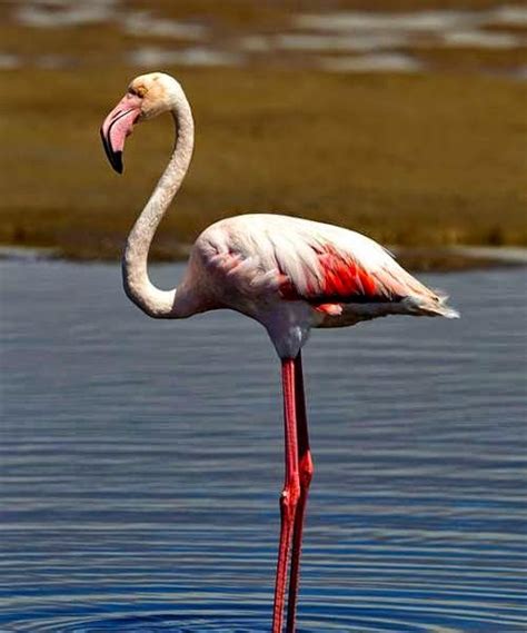 Greater Flamingo Phoenicopterus Roseus Birds Of India Bird World