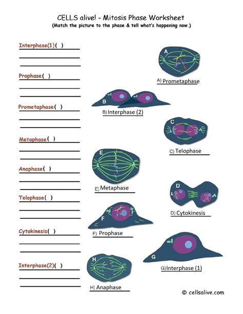 Mitosis Worksheet PDF Meiosis Mitosis Worksheets Library