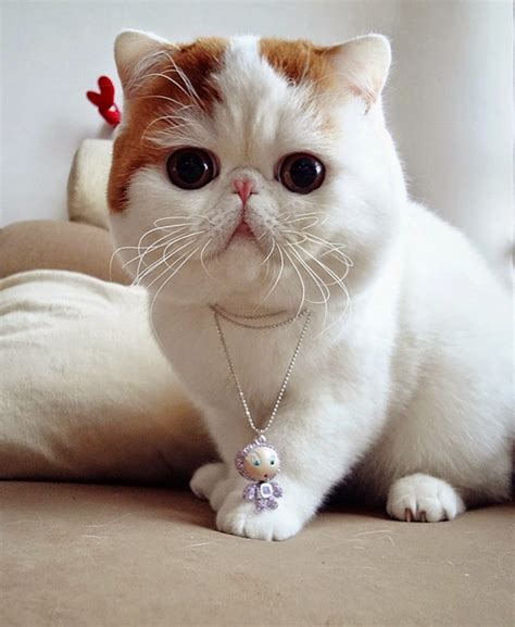 Exotic Shorthair Cat Wallpapers (16 images) - WallpaperCat