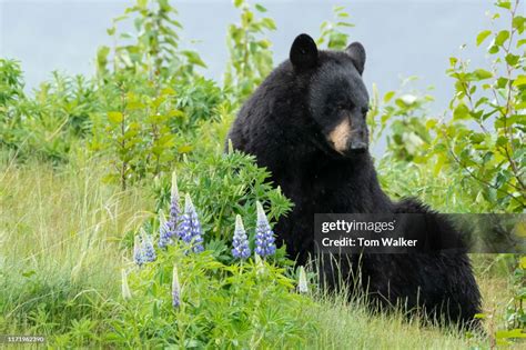 Black Bear Kenai Peninsula Alaska High Res Stock Photo Getty Images