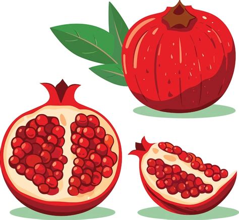 Illustration Vectorielle Dessinée à La Main De Grenade Fruit Entier De