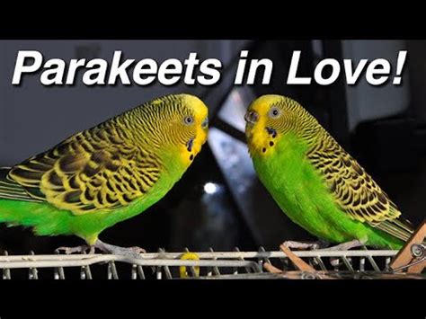 Parakeets Budgerigar Budgie Sex Making Love Mating Coitus Copulation