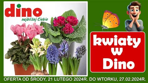 DINO Nowa Oferta od Środy 21 02 2024 Kwiaciarnia w Dino Tanie