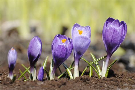 В шеренгу по росту становись! / Крокусы садовые