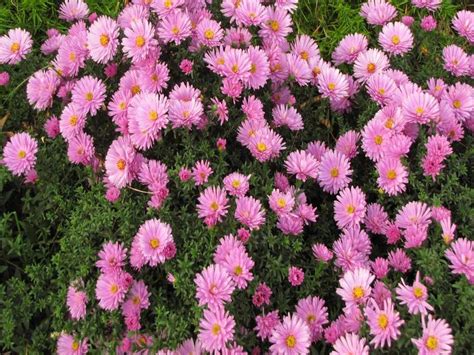 Саженец астры Розовый осенний привет купить в Москве и Подмосковье по ...