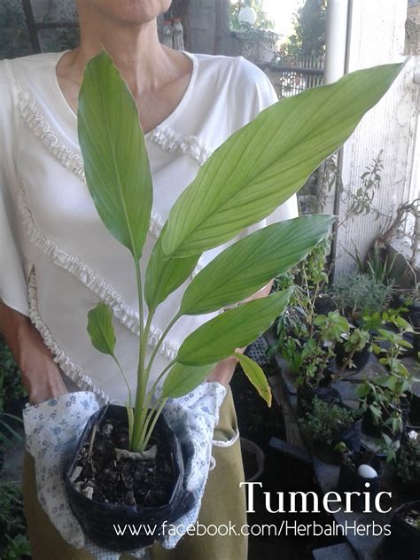 luyang dilaw  turmeric enchanting rivulet
