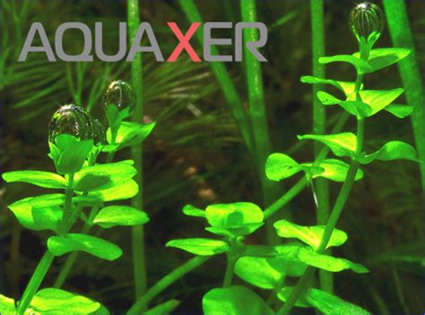 Микроэлементы для аквариумных растений, купить МИКРО в аквариум - ИМ ...