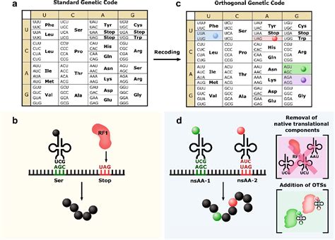 figure    role  orthogonality  genetic code expansion
