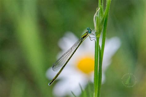 Damselfly Vs Dragonfly Whats The Difference