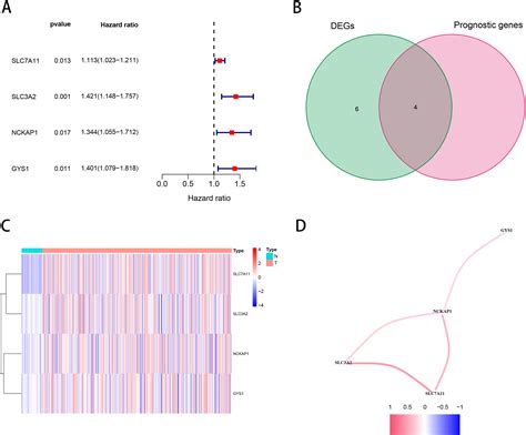 Identification And Validation Of A Disulfidptosis Related Genes